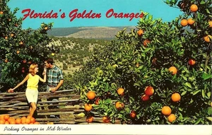 Alte Postkarte, Floridas goldene Orangen mitten im Winter pflücken, Haine, gebraucht - Bild 1 von 2