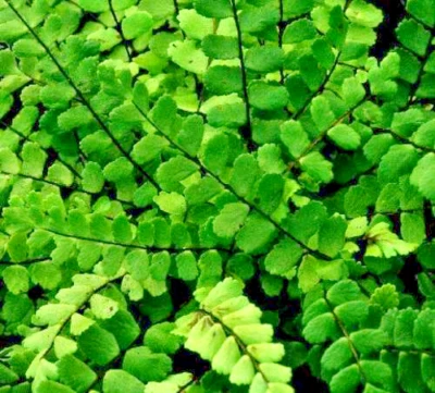 10 rizomas/raízes de samambaia Maidenhair Spleenwort, plantas vivas, tricomanes Asplenium - Imagem 1 de 4