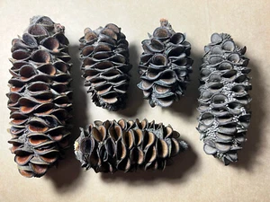9x Australian Banksia pods (Native High Quality ) - Picture 1 of 4