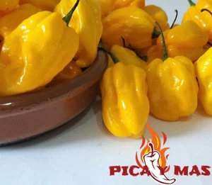 HABANERO AMARILLO 30 SEMILLAS CHILE CHILI PEPPER PIMIENTO MUY PICANTE - Bild 1 von 12