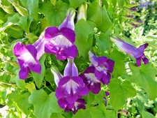 10 MIXED DRAGONSNAP VINE Asarina Scandens Climbing Snapdragon Flower Seeds +Gift