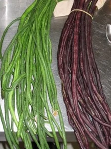 20+ Green or Purple Red Yard Long Bean Seeds Asian Chinese Long Bean String USA - Picture 1 of 17