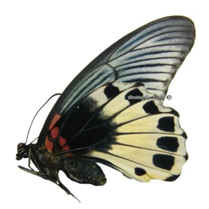 Unmounted Butterfly/Papilionidae - Papilio memnon agener f. white agener A1/A- - Picture 1 of 1