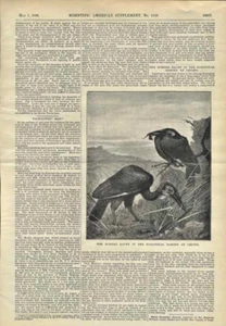 1898 Horned Raven Tmetoceros Zoological Garden Leipzig Antique Engraving Article - Picture 1 of 1