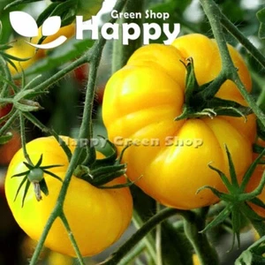 TOMATO VEGETABLE SEEDS Sweet Million Cherry Beefsteak Black Yellow 30 varieties - Picture 1 of 37