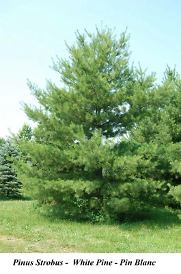 Seed Eastern White Pine Northern Large Pinus Strobus CANADA Grow FAST Seeds More - Image 1 of 2