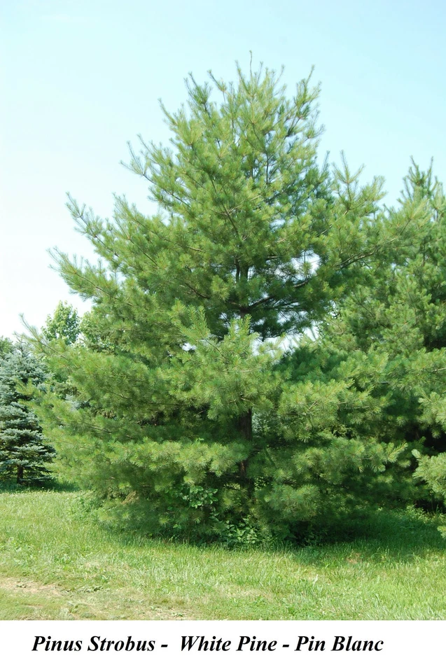 Seed Eastern White Pine Northern Large Pinus Strobus CANADA Grow FAST Seeds More - Image 1 of 2
