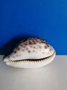 LUCCICANTE CONCHIGLIA SHELL CYPRAEA PANTHERINA MM 80 - Picture 1 of 4
