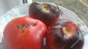 Tomato Seeds P-20 pink organic non gmo Ukraine 20 seeds D