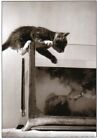 Postkarte: Hungrig? Katze versucht Goldfisch zu fangen - the cat and the fish