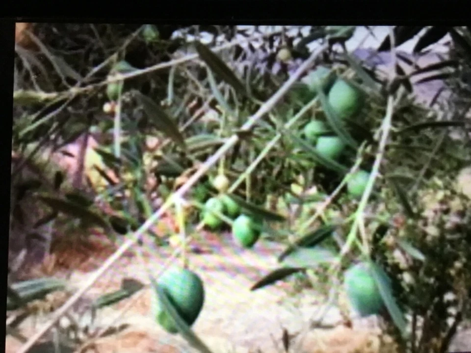 Olives, Manzanilla Olives Green Raw California Valley,  Olives for curing - Image 1 of 1