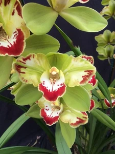 Cymbidium Orchid Vidar 'Harlequin' 100mm pot - Picture 1 of 6