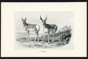 Antílope, ilustración animal de juego americano, impresión de caza 1898 - Imagen 1 de 3
