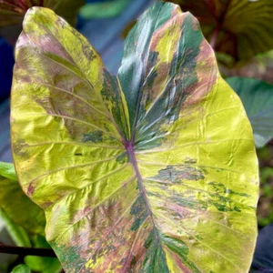 Colocasia Bombilla Viva Morning Star Tuber Nuevo Híbrido Libre Certificado Fitosanitario - Imagen 1 de 24