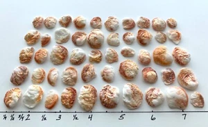 50 conchiglie jewelbox a foglia arancione o ondulato ~1/2" beach art/artigianato US - Foto 1 di 10