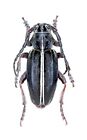 Cerambycidae, Dorcadion sulcipenne ssp. plyushchi, TOPOTYPE!!! GEORGIA, BIG male