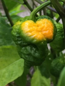 10+ Yellow Trinidad Moruga Scorpion Pepper seeds - Hot organic chile, chili - Picture 1 of 5