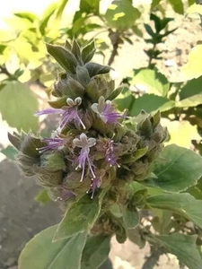 Pogostemon Cablin .5 Gram Seeds, Fragrant Patchouli Perennial Herb Garden Plant - Picture 1 of 6