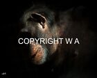 "In The Dark Recesses II"Chimpanzee Monkey Art Rare Signed Photo Limited Edition