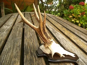 schöner 6er Rehbock Rehgeweih Rehgehörn Geweih L32 Gehörn Krickerl Rehkrone Horn - Bild 1 von 7