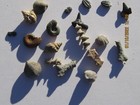 BABY FOSSILS SET OF TWENTY