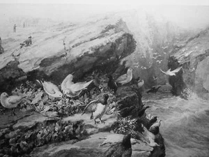 c1893 EIN SHETLAND-SCHUTZ - SEEVÖGEL AUF KLIPPEN Leben in Shetland von Frank Barnard - Bild 1 von 5
