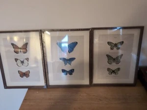 Set Of 3 Beautiful Butterfly Prints In Dark Hardwood Frame 42x31cm - Picture 1 of 5
