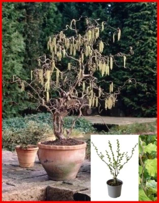 Twisted Corkscrew Hazel Tree Hardy Flowering Garden Perennial Plants Shrub LARGE - Image 1 of 4