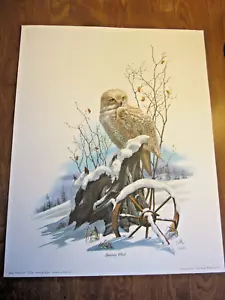 Don Balke " Bob - Snowy Owl " Lithigraph Print Signed 20 X 16 - Picture 1 of 5