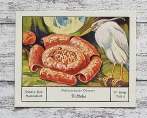 Rafflesia Blume schmarotzend Pflanze Palmin Sammelbild 29 Folge Reklame alt Deko - Bild 1 von 2