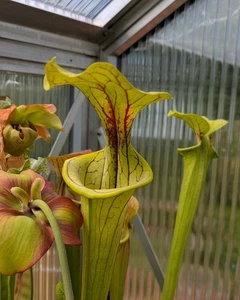 Sarracenia flava var. ornata, Prince Georg Co., VA, MK F156 | Fleischfressende - Bild 1 von 7