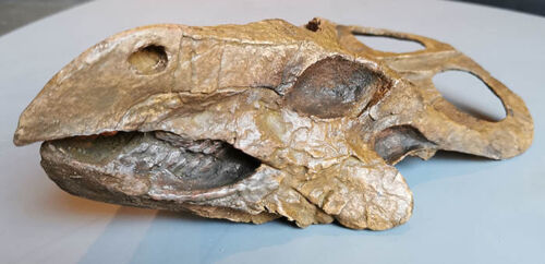 MOULAGE FOSSILE CRANE Dinosaure PROTOCERATOPS  fossil dinosaur fossilen SCHÄDELS