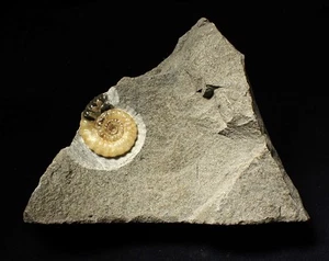 Calcite Xipheroceras ammonite display piece (31mm) jurassic minerals UK antique - Picture 1 of 6