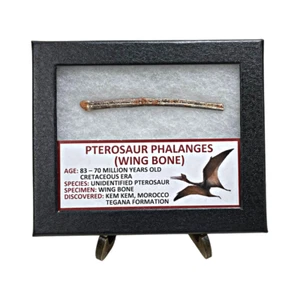 Falanges pterosaurios (hueso de ala) - Imagen 1 de 1