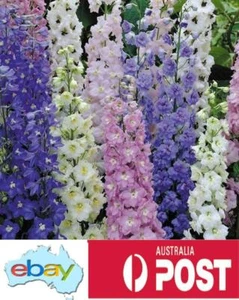 Delphinium Pacific Giants Seeds – Delphinium elatum - Picture 1 of 4