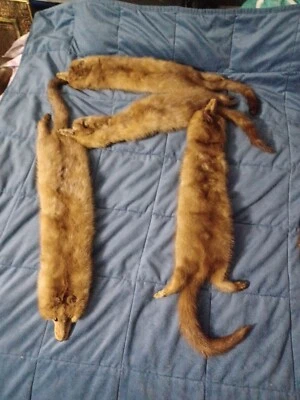 VINTAGE PASTEL NATURAL BRONZEADO TAXIDERMIA CORPO INTEIRO 4 PESCOÇO DE VISON DESGASTE PELE ARTESANATO - Imagem 1 de 4