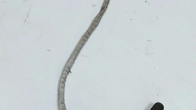 SENSORE LAMBDA Renault Scénic II (JM) MPV 1.4 16V (K4J-730) 2005 8200170204 - Immagine 1 di 3