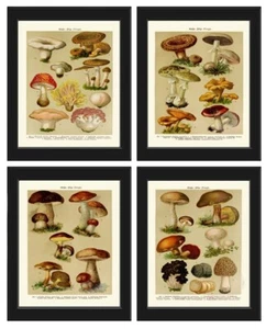 Vintage Mushrooms Botanical Prints Wall Art Set of 4 Beautiful Antique Unframed - Picture 1 of 8