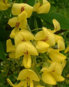 MAGGIOCIONDOLO LABURNUM ANAGYROIDES SEMI 40 PER GRAMMO CIRCA - Foto 1 di 3