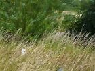 Photo 12X8 Cat In The Long Grass Sheffield/Sk3587 Cricket Inn Road, Wybou C2011