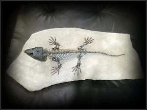 💥CAPTORHINUS FOSSIL💥COMPLETE-MUSEUM💥ULTRA RARE💥PERMIAN💥LIZARD💥pre-DINOSAUR - Picture 1 of 14