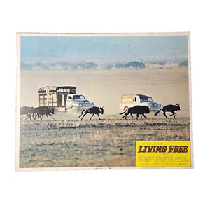 Lobby Card Living Free #7 Original Vintage 1972 Nigel Davenport Susan Hampshire - Picture 1 of 4