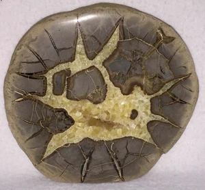 Septarian Nodule Slice Slab Stone Rock Mineral Utah Specimen Yellow Crystals - Picture 1 of 4