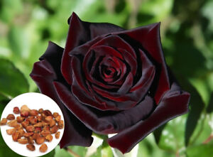 50 Black Baccara True Blood Hybrid Tea Rose Seeds, Exotic Rare Rose Flower Plant