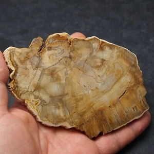 Fossil Petrified Wood Slab Araucaria Triassic Polished Fossil Madagascar - Picture 1 of 6
