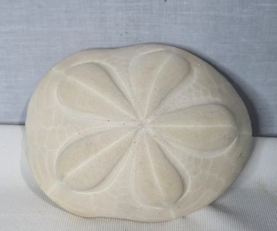 Large Puffy Sea Biscuit Sand Dollar Fossil Seashell 5.25'' - Image 1 of 4