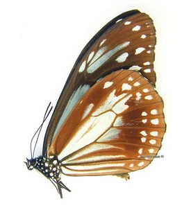 Mariposa/Danaidae sin montar - Parantica sita jeju, MUJER, Corea del Sur - Imagen 1 de 1
