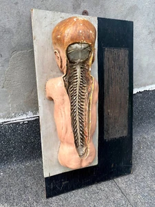 Old Antique Educational Visual Aid Soviet Realism Era Human Body Model Spine - Picture 1 of 22