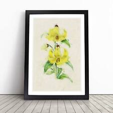 Illustration Of Yellow Lilies Flowers Vintage Wall Art Print Framed Picture