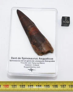 Dent de dinosaure Spinosaurus Aegypticus dans une boite (6.8 centimètres-229**) - Picture 1 of 10
